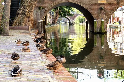 Des canards sur le chantier de l'Oudegracht à Utrecht. sur André Blom Fotografie Utrecht