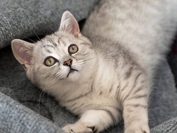 Brits Korthaar Kittens van Teresa Bauer