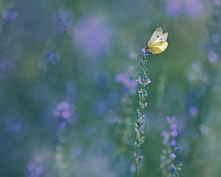Été par Anneliese Grünwald-Märkl