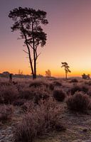 De loonse drunese duinen voor zonsopkomst met rijp op de velden
