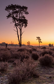 Die loonse drunese Dünen vor Sonnenaufgang mit Raureif auf den Feldern von Rob Saly
