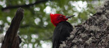 Magellanic woodpecker by BL Photography