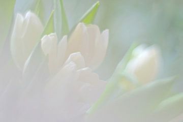 Witte tulpen van Marianna Pobedimova