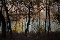 Waldstimmung