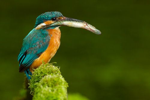 IJsvogel met jonge snoek