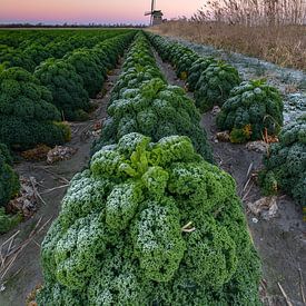 Frost auf Grünkohl nach einer kalten Winternacht von Bram Lubbers