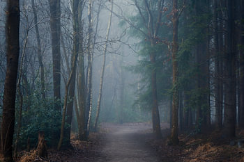 Launischer Waldweg in Oranjewoud