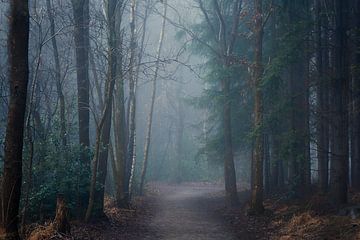 Moody bospaadje in Oranjewoud van Mark van der Walle