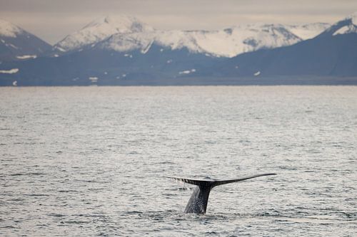 Tail of the blue whale by Menno Schaefer
