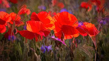 Coquelicots sur Rob Boon