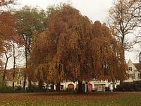 Herfstpracht