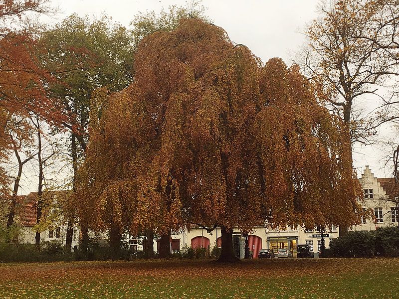 Herfstpracht by Marc Van Achte