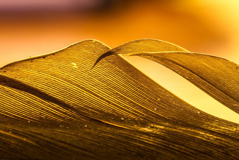 Goldene Feder,  Ausschnitt - Details of a golden feather von Joachim Küster