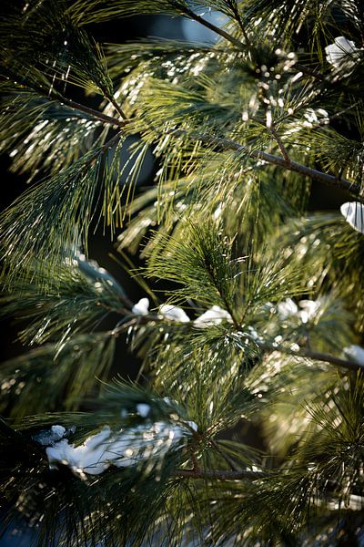 Tannenbaum im Sonnenlicht im Winter mit kleinen Schneeflocken von Karijn | Fine art Natuur en Reis Fotografie