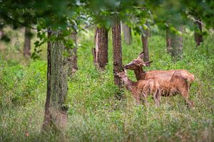 edelhert