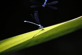 libelle sur xander blaak