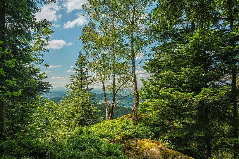 Schwarzwald von rosstek ®