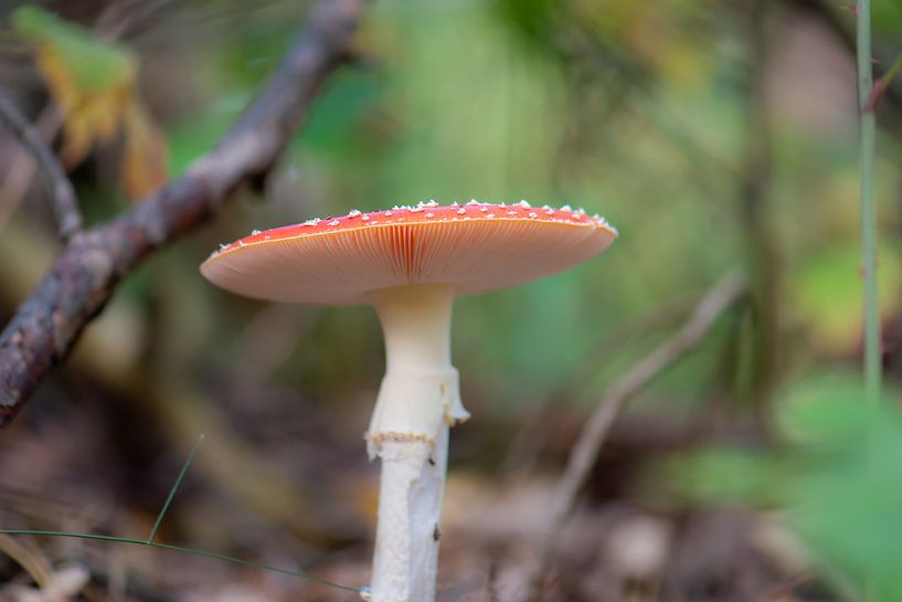 stately fly agaric by Tania Perneel