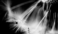 The spider on the dandelion