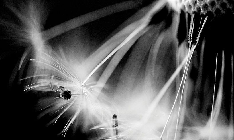 Die Spinne auf dem Löwenzahn von Ilja Kalle