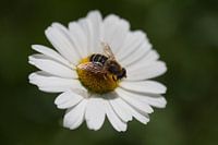 Honeybee 1