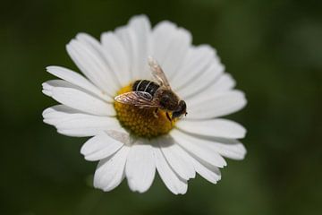 Honeybee 1 van Roque Klop