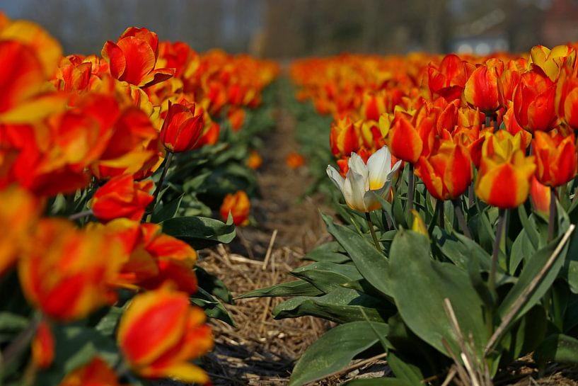 Vreemde eend by peterheinspictures