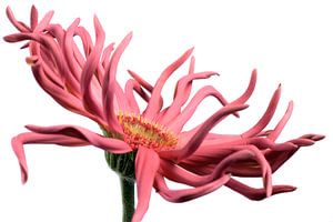 Gerbera (pasta candela) auf weißem Hintergrund von Jolanda Aalbers