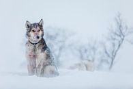 Husky in the snow by Martijn Smeets thumbnail