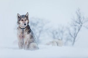 Husky dans la neige sur Martijn Smeets