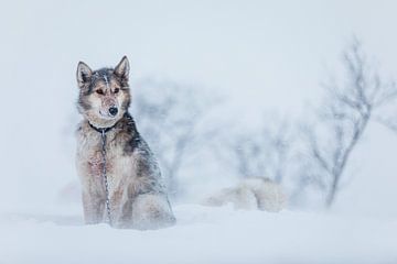 Husky im Schnee von Martijn Smeets