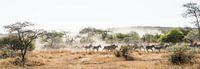 Zebra's op de vlucht in de Serengeti van Jeroen Middelbeek thumbnail