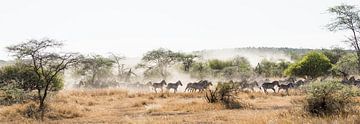 Zebra's op de vlucht in de Serengeti van Jeroen Middelbeek