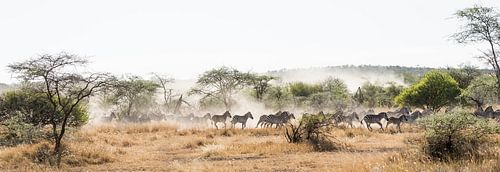 Zebra's op de vlucht in de Serengeti