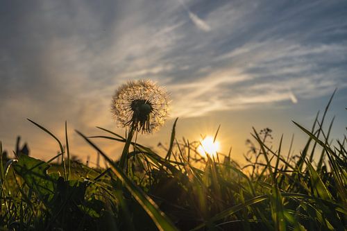 pluisbol bij zonsondergang