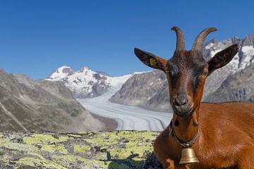 Ziege am Aletschgletscher, Schweiz von Sebastiaan Terlouw