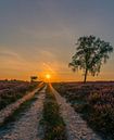 Sonnenuntergang auf der Veluwe von Dennie Jolink Miniaturansicht