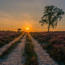 Coucher de soleil sur la Veluwe sur Dennie Jolink