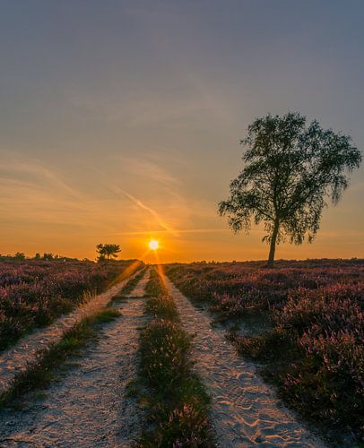 zonsondergang op de Veluwe