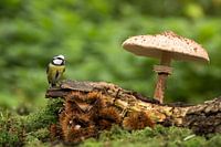 Herfst 