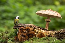 Herbst  von Rando Kromkamp Natuurfotograaf