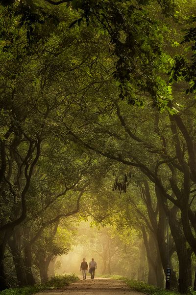 A walk in light of gold by Moetwil en van Dijk - Fotografie