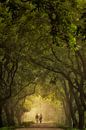 A walk in light of gold by Moetwil en van Dijk - Fotografie thumbnail