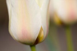 Tulip van Janny Kleijn