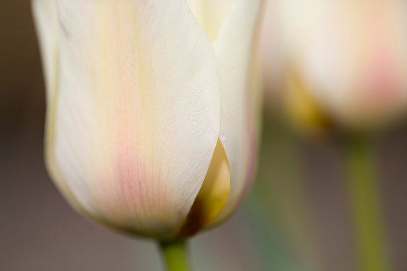 Tulip by Janny Kleijn