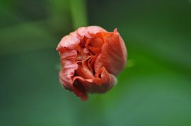 Floraison, fleur rouge-orange, fleur sur Janina S.