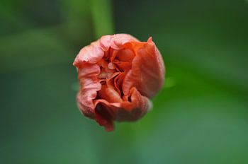 Flower opening, red-orange flower, blossom