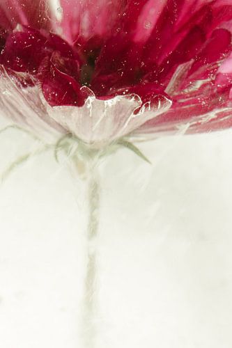 Cosmea dans la glace 3