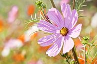 Mooie bloem met roze bloemblaadjes in een groot zonovergoten veld van Tony Vingerhoets thumbnail
