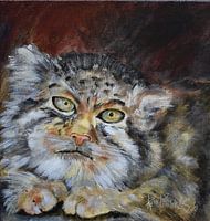 Wild cat